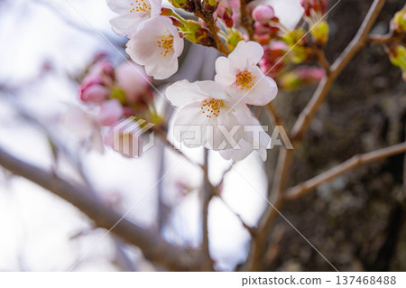 【櫻花素材】沐浴在晨光中的近江村石塚櫻花【長野縣】 【櫻花素材】沐浴在晨光中的近江村石塚櫻花【長野縣】 137468488