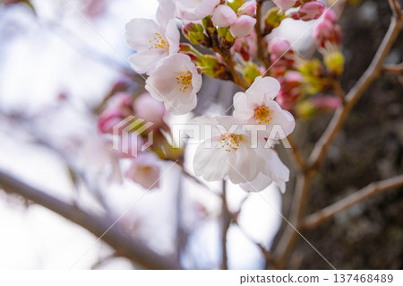 【櫻花素材】沐浴在晨光中的近江村石塚櫻花【長野縣】 【櫻花素材】沐浴在晨光中的近江村石塚櫻花【長野縣】 137468489