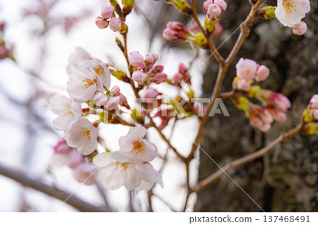[Cherry Blossom Material] Ishizuka Cherry Blossoms in Omi Village Bathed in the Morning Sun [Nagano Prefecture] 137468491