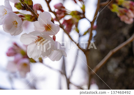 [Cherry Blossom Material] Ishizuka Cherry Blossoms in Omi Village Bathed in the Morning Sun [Nagano Prefecture] 137468492