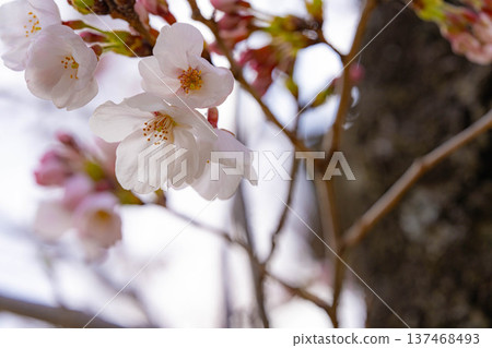[Cherry Blossom Material] Ishizuka Cherry Blossoms in Omi Village Bathed in the Morning Sun [Nagano Prefecture] 137468493