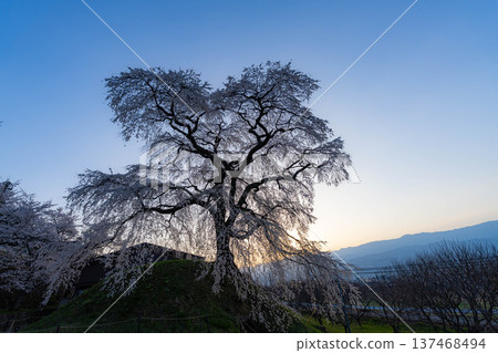 [Cherry Blossom Material] Ishizuka Cherry Blossoms in Omi Village Bathed in the Morning Sun [Nagano Prefecture] 137468494