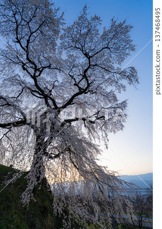 【櫻花素材】沐浴在晨光中的近江村石塚櫻花【長野縣】 【櫻花素材】沐浴在晨光中的近江村石塚櫻花【長野縣】 137468495