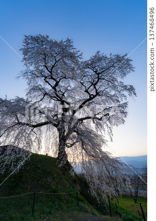 [Cherry Blossom Material] Ishizuka Cherry Blossoms in Omi Village Bathed in the Morning Sun [Nagano Prefecture] 137468496