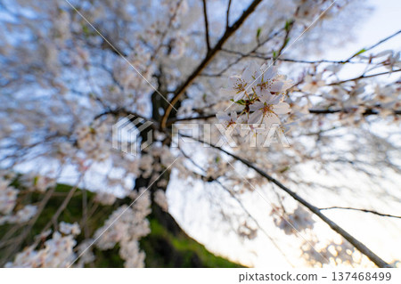 【櫻花素材】沐浴在晨光中的近江村石塚櫻花【長野縣】 【櫻花素材】沐浴在晨光中的近江村石塚櫻花【長野縣】 137468499
