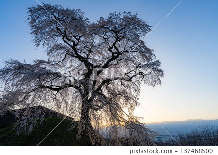 [Cherry Blossom Material] Ishizuka Cherry Blossoms in Omi Village Bathed in the Morning Sun [Nagano Prefecture] 137468500
