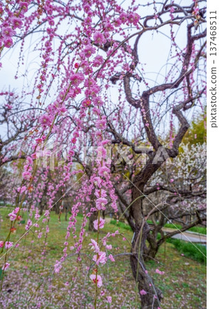 Weeping plum blossoms in full bloom - a Japanese garden with beautiful pink spring flowers 137468511