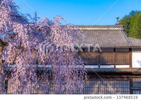 [Cherry blossom material] Stage cherry blossoms in Omi Village bathed in the morning sun [Nagano Prefecture] 137468519