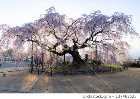 [櫻花素材]沐浴在朝陽中的近江村櫻花舞台[長野縣] 137468523