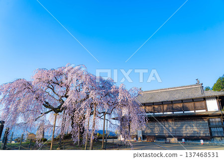 [Cherry blossom material] Stage cherry blossoms in Omi Village bathed in the morning sun [Nagano Prefecture] 137468531