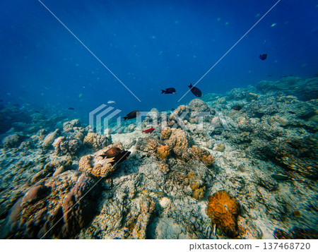 Underwater life among the corals Underwater life among the corals 137468720