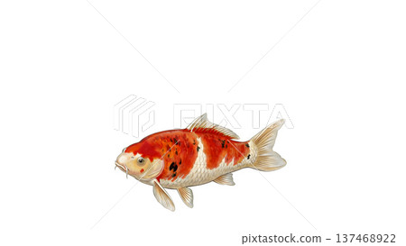 Red and white Nishikigoi carp swimming on a white background Japanese style simple illustration material (copy space) 137468922