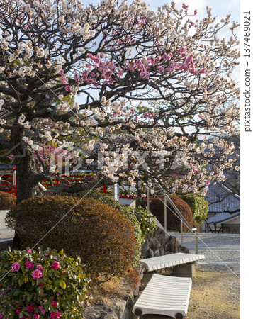 Plum and camellia flowers Plum and camellia flowers 137469021