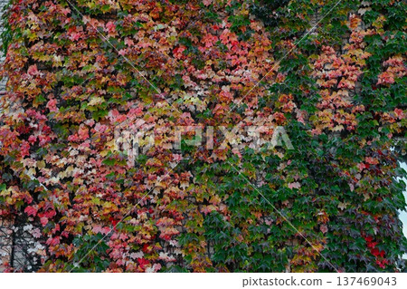 Autumn wall covered with Boston ivy leaves turning red yellow and green creating a natural textured background with rich seasonal colors 137469043