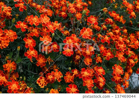 Bright orange marigold flowers blooming in a lush garden Tagetes patula floral background for nature projects and botanical designs beautiful petals Bright orange marigold flowers blooming in a lush garden Tagetes patula floral background for nature projects and botanical designs beautiful petals 137469044