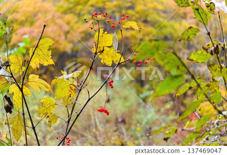 Autumn viburnum branch with bright red berries and yellow leaves, natural forest background with soft bokeh and seasonal colors. 137469047