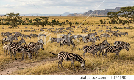 一群斑馬在廣闊的稀樹草原上吃草。寧靜祥和的景象。動物。水平構圖。 137469063