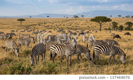 一群斑馬在廣闊的稀樹草原上吃草。寧靜祥和的景象。動物。水平構圖。 一群斑馬在廣闊的稀樹草原上吃草。寧靜祥和的景象。動物。水平構圖。 137469070