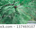 Pinecone 137469107