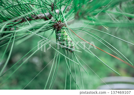 Pinecone 137469107