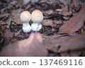 mushroom 137469116