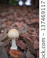 mushroom 137469117