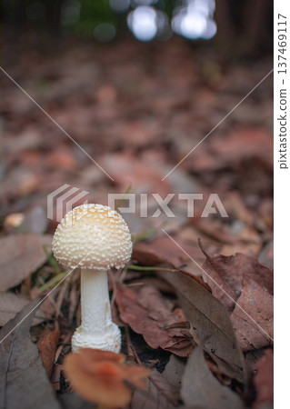 蘑菇 137469117
