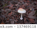 mushroom 137469118
