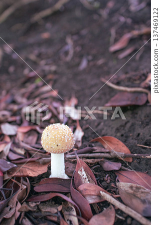 mushroom 137469122