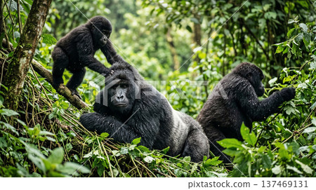 銀背大猩猩與一群大猩猩在叢林中移動，全身照 137469131