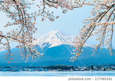 沿河口湖和富士山的櫻花 沿河口湖和富士山的櫻花 137469162