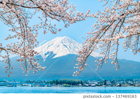 沿河口湖和富士山的櫻花 137469163