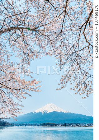 沿河口湖和富士山的櫻花 137469170