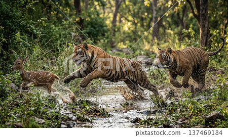 兩隻老虎兄弟在叢林中動態捕獵。全身動物特寫。 137469184