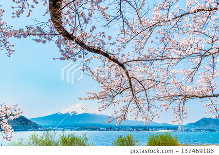 Cherry blossoms along Mt. Kawaguchiko and Mt. Fuji Cherry blossoms along Mt. Kawaguchiko and Mt. Fuji 137469186