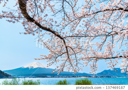 Cherry blossoms along Mt. Kawaguchiko and Mt. Fuji Cherry blossoms along Mt. Kawaguchiko and Mt. Fuji 137469187