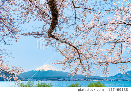 Cherry blossoms along Mt. Kawaguchiko and Mt. Fuji Cherry blossoms along Mt. Kawaguchiko and Mt. Fuji 137469188