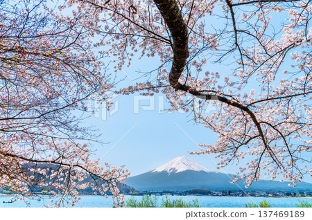 沿河口湖和富士山的櫻花 沿河口湖和富士山的櫻花 137469189