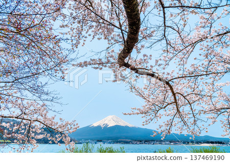 沿河口湖和富士山的櫻花 沿河口湖和富士山的櫻花 137469190