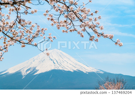 沿河口湖和富士山的櫻花 沿河口湖和富士山的櫻花 137469204