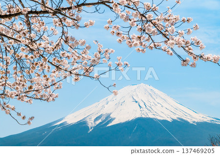 沿河口湖和富士山的櫻花 沿河口湖和富士山的櫻花 137469205