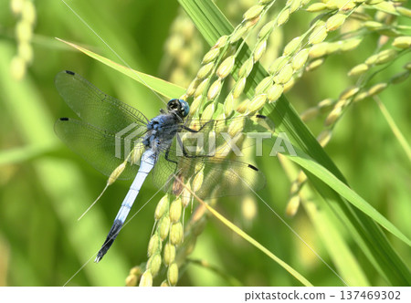 Orthetrum albisum (male) perching on rice ears Orthetrum albisum (male) perching on rice ears 137469302
