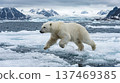 Wild polar bear running powerfully through the ice field, whole body, animal, Arctic 137469385