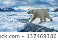 Wild polar bear running powerfully through the ice field, whole body, animal, Arctic 137469386