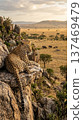 A leopard overlooking the savanna from a rocky mountain. A lone hunter. Vertical position. Animal. Wildlife. 137469479