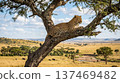 A wild leopard resting on a tree branch in the African savannah. 137469482