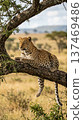 A wild leopard resting on a tree branch in the African savannah. 137469486