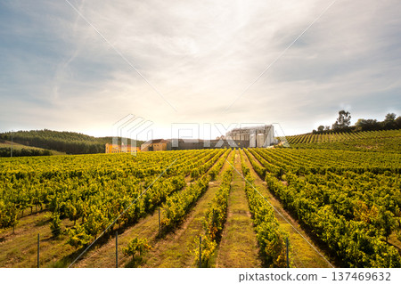 Modern winery complex surrounded by lush green Modern winery complex surrounded by lush green 137469632