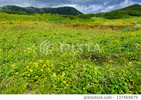 Flower fields of Hanamidaira and Mt. Sugoroku on the ridge of Mt. Yumori in the Northern Alps Flower fields of Hanamidaira and Mt. Sugoroku on the ridge of Mt. Yumori in the Northern Alps 137469679