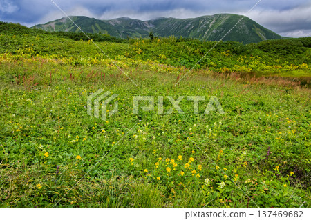 Flower fields of Hanamidaira and Mt. Sugoroku on the ridge of Mt. Yumori in the Northern Alps Flower fields of Hanamidaira and Mt. Sugoroku on the ridge of Mt. Yumori in the Northern Alps 137469682